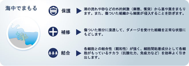 �C���ł܂���t�R�C�_���̗�