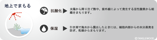 �n��ł܂���t�R�C�_���̗�